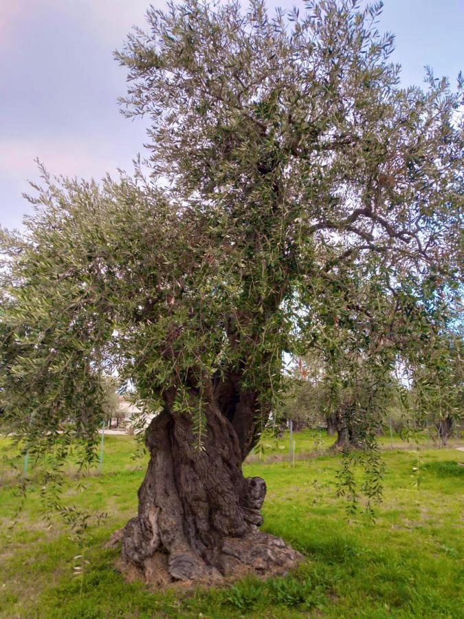 Villa Calypso Skala Rachoni  المظهر الخارجي الصورة